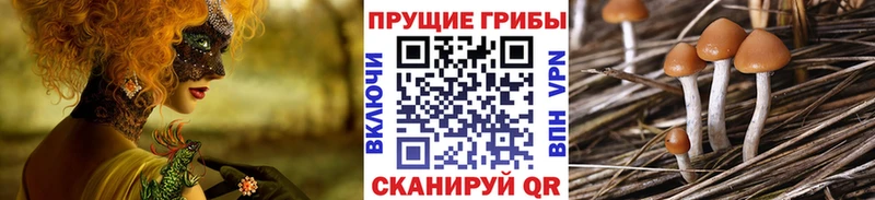 наркошоп  Горняк  Галлюциногенные грибы Cubensis 